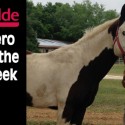Kidde Hero of the Week: Danielle